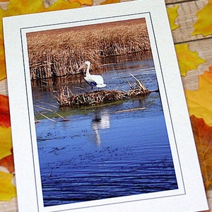 Glitter Amerikanischer Weißer Pelikan Nest Fine Art Photography Note Card, Birding, Wasser, Natur, Herbst, Herbst, Freund, ich denke an Dich - 13cm x 18cm