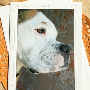Ritratto fotografico di un bulldog inglese antico, biglietto d'auguri, bulldog, cucciolo dolce, pensando a te, mi manchi, compleanno, pronta guarigione, animale domestico - 5" x 7"
