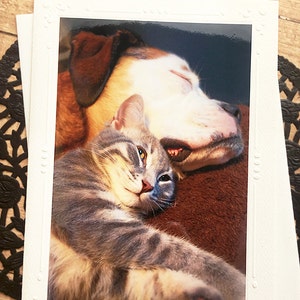 Friends Forever Fine Art Photography-kaart, huisdieren, hond, kat, puppy, kitten, dierenliefhebber, liefde, zorgzaam, vriendschap, BFF, knuffels - 5" x 7"