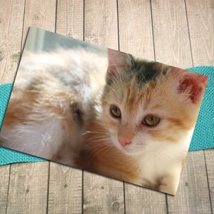 Calico Kätzchen Nahaufnahme Fine Art Fotografie Postkarte, süß, Kitty, Katze, Baby, Haustier, Tierliebhaber, Geburtstag, Postcrossing - 17,5" x 4,125"