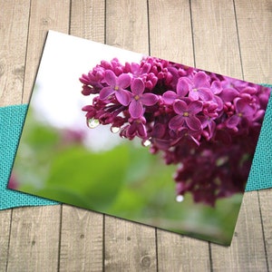 Cartão postal de fotografia de belas artes Lilac Raindrops, Primavera, Flores, Maio, Florescendo, Natureza, Jardim, Aniversário, Amigo, Postcrossing -5,75"x4,125"