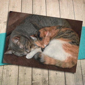 Sleeping Grey Tabby and Calico Cat Fine Art Photography Carte postale, Repos, Câlin, Amour, Recroquevillé, Chaton, Animaux de compagnie, Amis, Ensemble -5.75"x4.125"