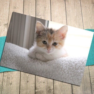 Calico Kitty sur Sherpa Fine Art Photography carte postale, chaton, Relax, mignon, bébé, chat, confortable, animal de compagnie, Animal, Postcrossing - 5,75 "x 4,125"