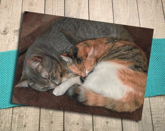 Sleeping Grey Tabby and Calico Cat Fine Art Photography Postcard, Rest, Cuddle, Love, Curl Up, Kitten, Pets, Friends, Together -5.75"x4.125"