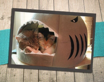 Cats Sleeping in a Shark with Border Fine Art Photography Postcard, Kitty, Snuggle, Siblings, Friends, Tabby, Calico, Post - 5.75" x 4.125"