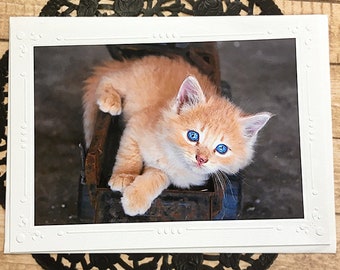 Glitter Accent Blue Eyed Orange Tabby Kitten Fine Art Photography Card, Farm, Country, National Cat Day, Vintage Toy Truck, Kitty - 7" x 5"