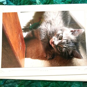Tiny Grey Tabby Kitten Fine Art Photography Notitiekaart, kat, lieve kat, huisdier, verjaardag kind, dier, vrolijk, verjaardag, baby - 7" x 5"