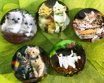 5 Sweet Kitten Glass Cabochon Magnet Set, Cat, Kitty, Pet, Feline, Friend, Christmas, Birthday, Office, Housewarming, Baby Shower - 1" dia