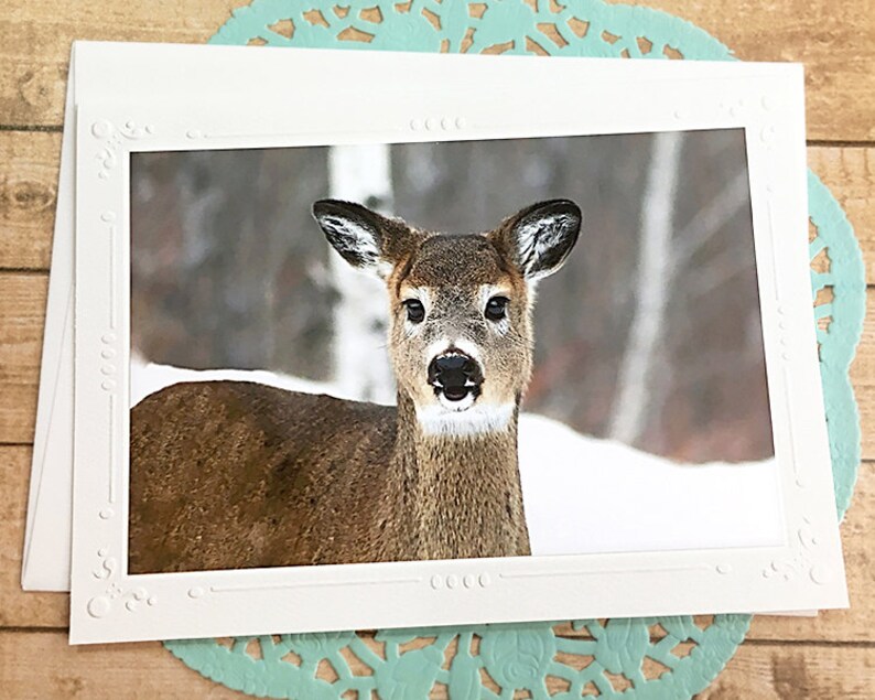 Young Deer Fine Art Photography Note Card Nature Outdoors Etsy