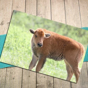 Baby Bison, cartão postal de fotografia de belas artes de canela, primavera, vida nova, chá de bebê, parque estadual de Custer, vida selvagem, amor, família -5,75" x 4,125"