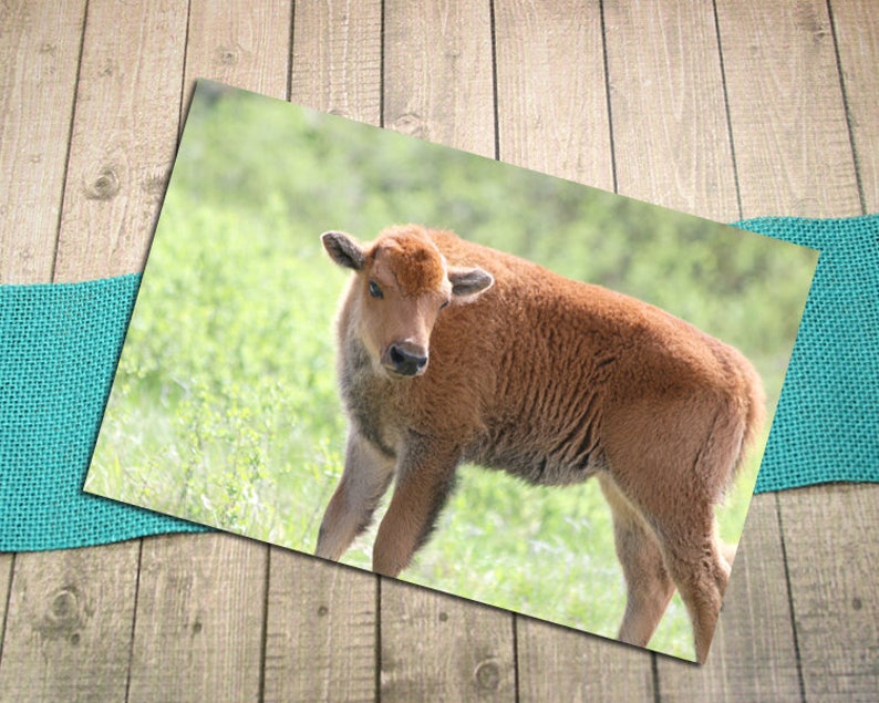 Wildlife Joy Postcrossing -5.75x4.125 Love Custer State Park New Life Spring Baby Shower Baby Bison Fine Art Photography Postcard