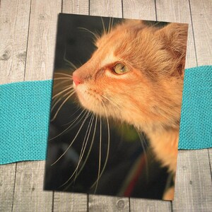 Orange Tabby Whiskers Fine Art Photography Cartolina, Close-up, Gatto, Gattino, Animale domestico, Sole, Adorabile, Incoraggiamento, Felice, Divertimento -5.75"x4.125"