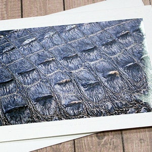 Tarjeta de notas con fotografía artística de primer plano de escudos de caimán, caimán, pantano de Okefenokee, sureste de EE. UU., Georgia, reptil, pantano, textura, 7" x 5"
