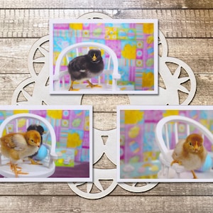 Spring Chicks Fine Art Fotografie Postkarten, Frühling, Babys, Huhn, Ostern, Pastelle, Kinder, Geflügel-Enthusiast, Bauernhof - 15 cm x 10 cm