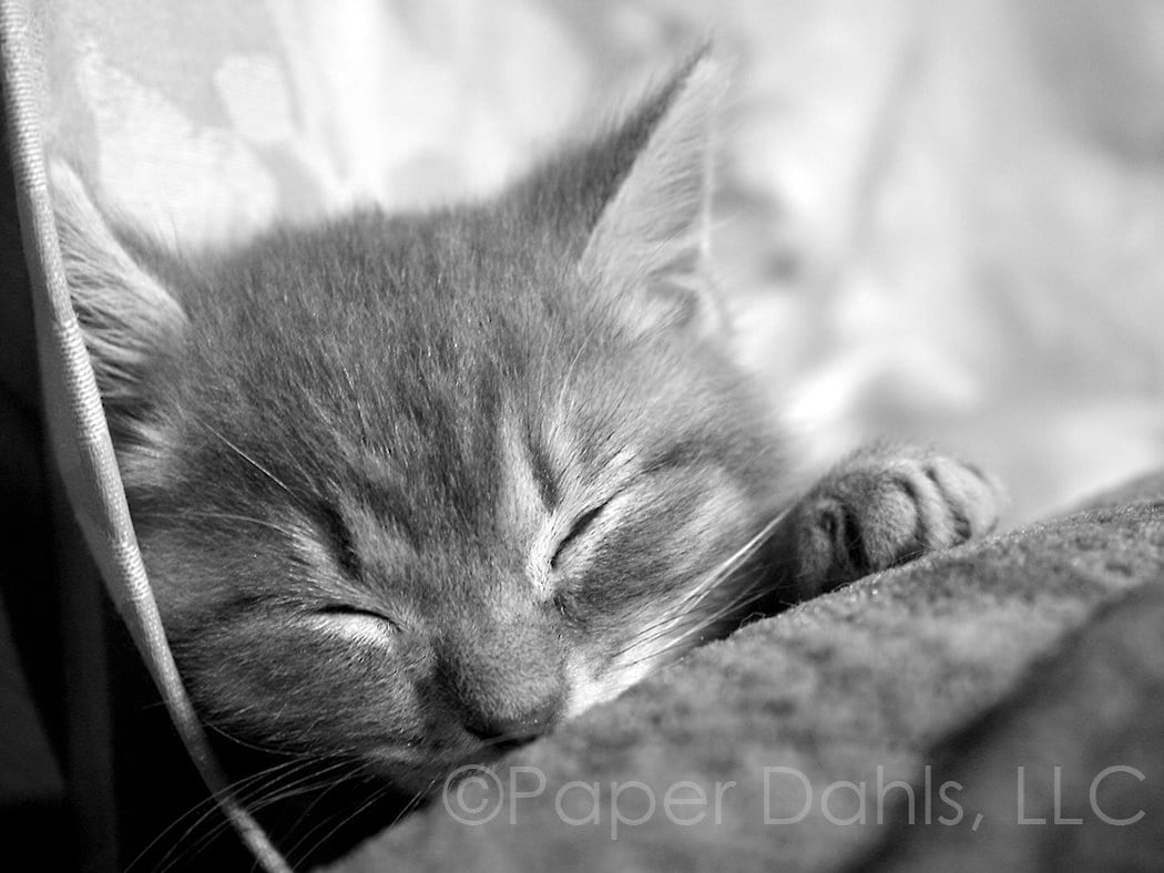 Grey Tabby Cat Nap Fine Art Photography Print: Nursery Decor (5x7 or ...