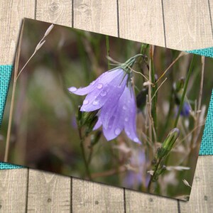 Peut inclure: Gros plan sur une délicate fleur violette avec des gouttelettes d'eau sur ses pétales. La fleur est entourée de feuillage vert et de tiges.