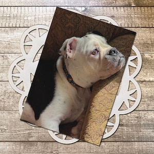 May include: A photograph of a white and black bulldog with a patterned collar, set against a patterned background. The dog is looking to the side. The photo is placed on a white, decorative, flower-shaped paper doily, set on a wooden surface.