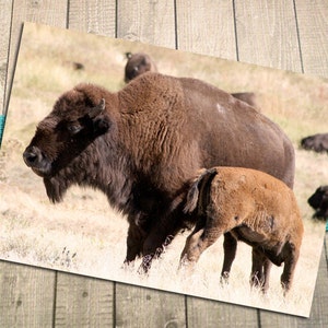 Eltern & Baby Bison (Cinnamon) Kunstpostkarte, Büffel, Black Hills, Kind, Prärie, Wildtiere, Natur, Familie, Babyparty - 5,75 "x 4,125"