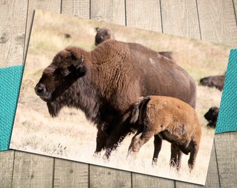 Parent & Baby Bison (Cinnamon) Fine Art Postcard, Buffalo, Black Hills, Child, Prairie, Wildlife, Nature, Family, Baby Shower - 5.75"x4.125"
