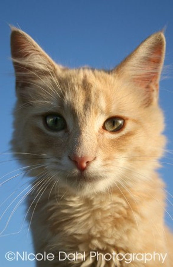light orange tabby kitten