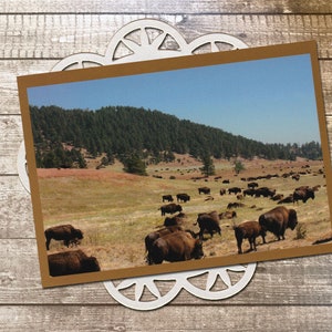 May include: A rectangular photograph featuring a herd of brown bison grazing in a dry, grassy field beneath a clear blue sky, with a dense forest on a hillside in the background, all framed by a white, circular, decorative, laser-cut paper doily.