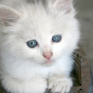 White Kitten Photography Print: Blue Eyes, Rusty Truck, Country Nursery Decor