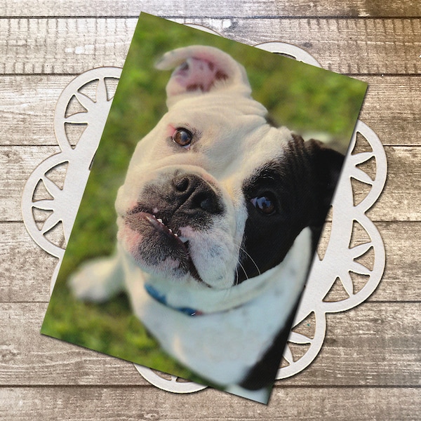 Quoi? Old English Bulldogge Fine Art Photography Postcard, OEB, Bulldog, Puppy, Dog Lover, Looking Up, Cute, Postcrossing - 4.125" x 5.75"