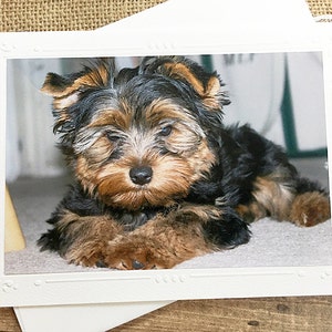 Schattige Yorkshire Terriër fotografie notitiekaart, hond, puppy, hond persoon, verjaardag, aan je denken, puppy, huisdier portret, natte neus - 7 "x 5"