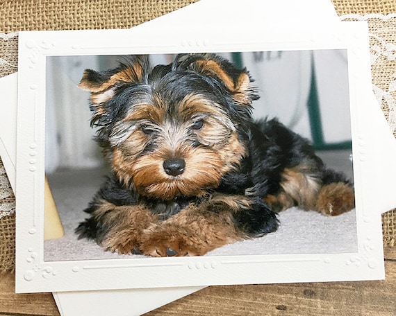 fluffy yorkshire terrier
