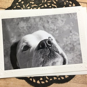 Carte de correspondance noir et blanc Olde English Bulldogge Portrait photographie d'art, chiot, chien, tyran, amoureux des animaux, curieux, bouledogue - 7 x 5 po