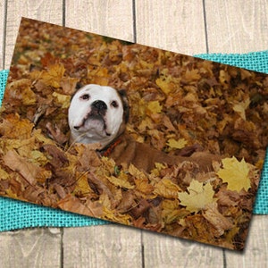 Bulldogge In Leaves Fine Art Photography Postcard, Fall, Autumn, Halloween, Thanksgiving, Postcrossing - 5.75&quot; x 4.125&quot;