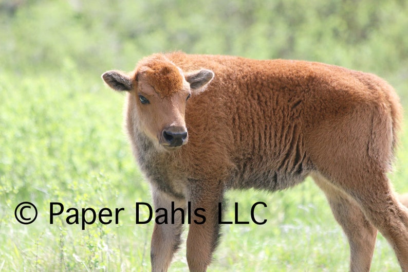 Wildlife Joy Postcrossing -5.75x4.125 Love Custer State Park New Life Spring Baby Shower Baby Bison Fine Art Photography Postcard