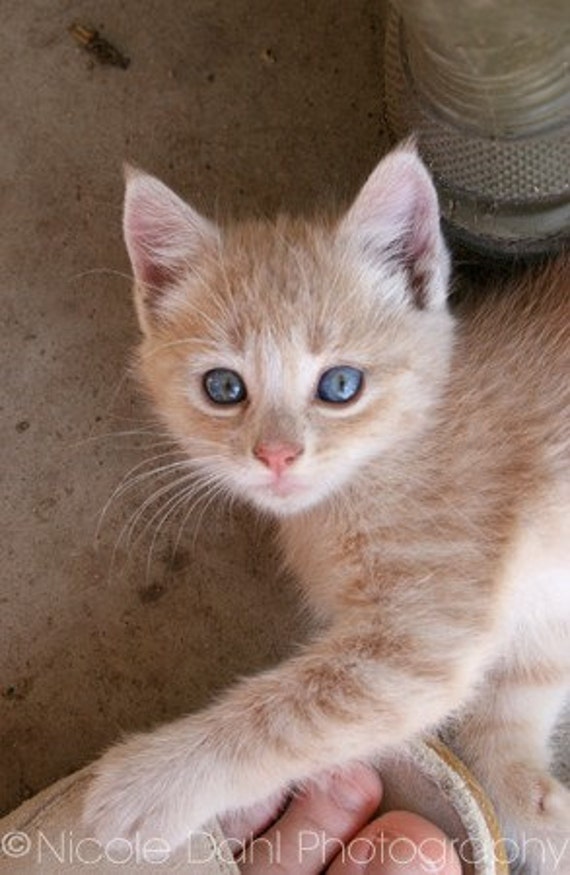 Orange Kitten Blue Eyes Hotsell 50 Off Www Vetyvet Com