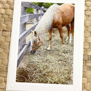 Carte de correspondance de photographie d'art scintillant accent cheval nourrissant, bordure en relief, crinière de cheval, palomino, équin, amateur de chevaux, campagne - 5 x 7 po