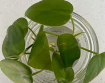 Heart Leaf Philodendron Cutting, Green Philodendron, Houseplant cutting, Plant Cutting, Live Plant, Popular Plant