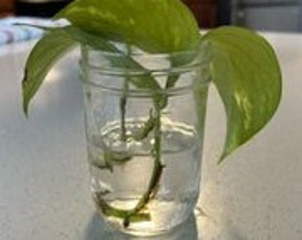 Golden Pothos Rooted Cutting, Multiple Nodes, Starter Plant, Easy Indoor Plant, House Plant