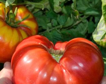 Organic Mortgage Lifter Tomato Seeds, Rare, Garden, Vegetable Seeds, Summer Garden, Seed Mix, Rare Plant, Rare Tomato