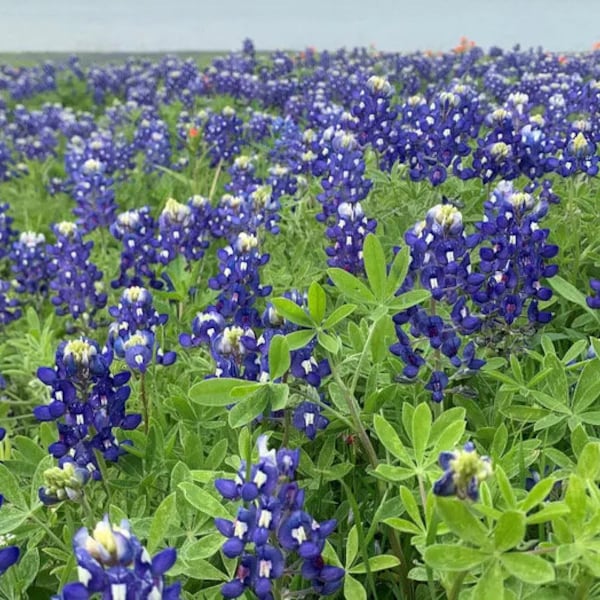 Authentic Texas Bluebonnet Seeds, Flowers, Wildflower, Texas Bluebonnet Flower Seeds, Heirloom Seeds, Texas State Flower