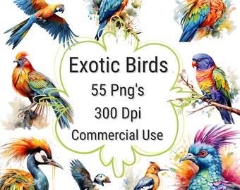 Imágenes prediseñadas de aves exóticas en acuarela, paquete de PNG tropicales (descarga digital)