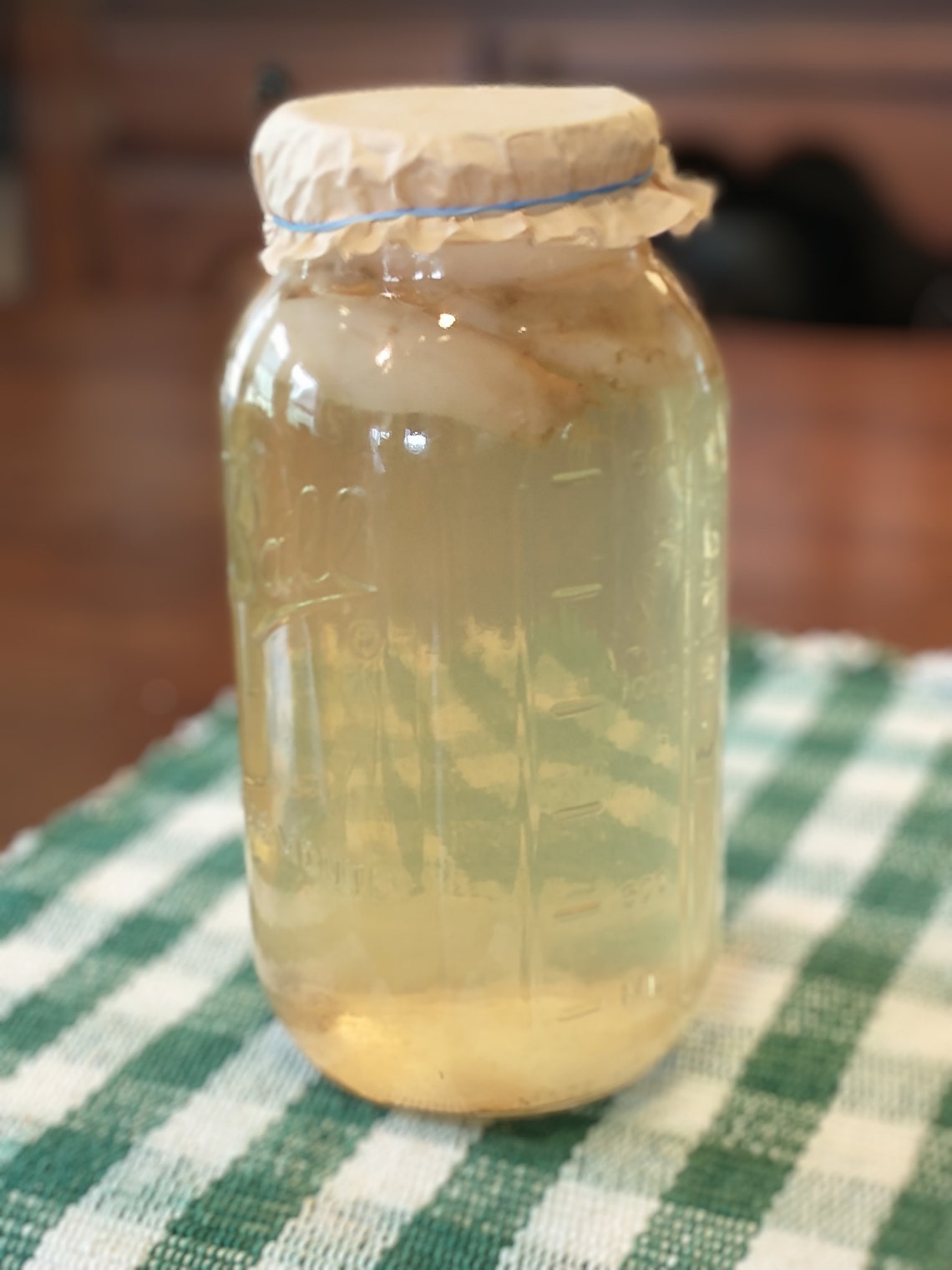 Organic Vegan Kombucha SCOBY - Freshly Fermented (2 Litre) | Buy Now