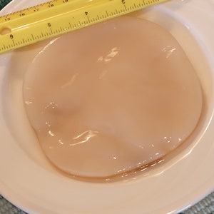 Organic Kombucha SCOBY with Starter Guide