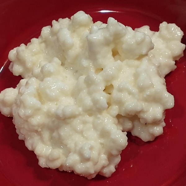 Organic Milk Kefir Grains with Starter Guide