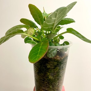 Dorstenia foetida | easy caudex succulent | SapphireChild Orchids - SHIPPING INCLUDED