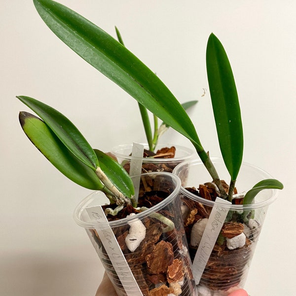 Bc Spotted Clown | easy compact cattleya for windowsills | SapphireChild Orchids