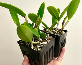 Bc Theresa Ricci | Hippodamia x aclandiae | SapphireChild Orchids (3.5SQ pot)