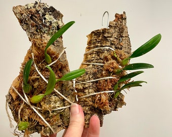 Bulbophyllum lasiochilum flavum | dwarf species | SapphireChild Orchids