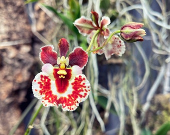 Rrm Orchidom Moonbeam x Orchidom Valentine | Equitant Oncidium Dwarf Orchid | SapphireChild Orchids