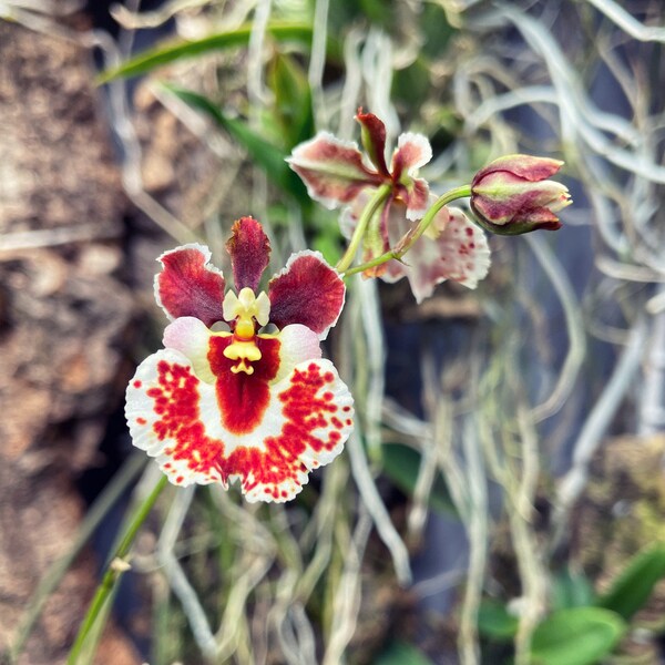 Rrm Orchidom Moonbeam x Orchidom Valentine | Equitant Oncidium Dwarf Orchid | SapphireChild Orchids