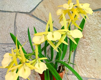 Bc Yellow Bird | compact extra vigorous blooming size seedlings | SapphireChild Orchids