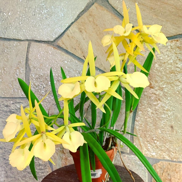 Bc Yellow Bird | compact extra vigorous blooming size seedlings | SapphireChild Orchids